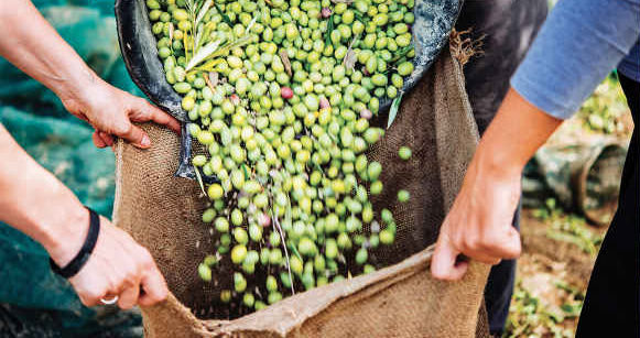 olive harvest gallery