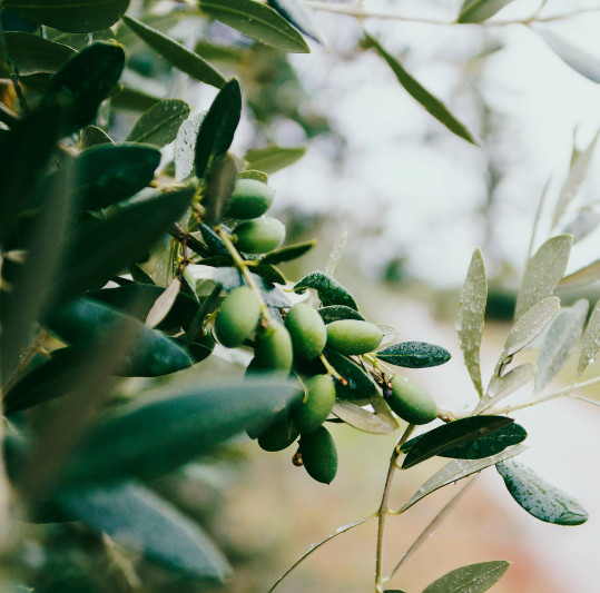 olive leaves