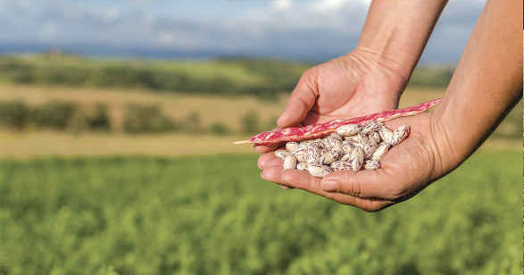 legumes harvest gallery